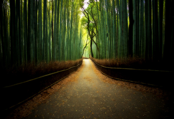 A path between a bamboo forrest. 